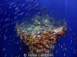 Bow of Fujikawa Maru.
Taken in Truk lagoon on last day o... by Jackie Campbell 